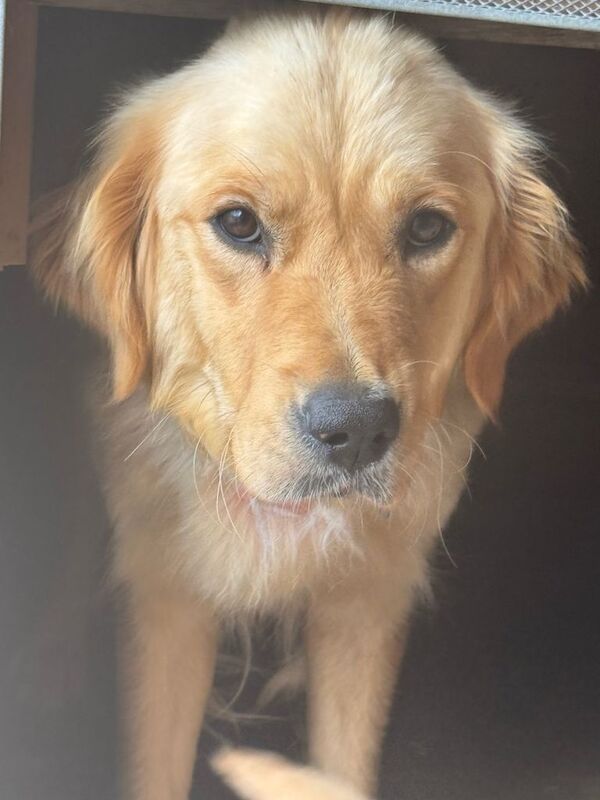Golden retriever puppies