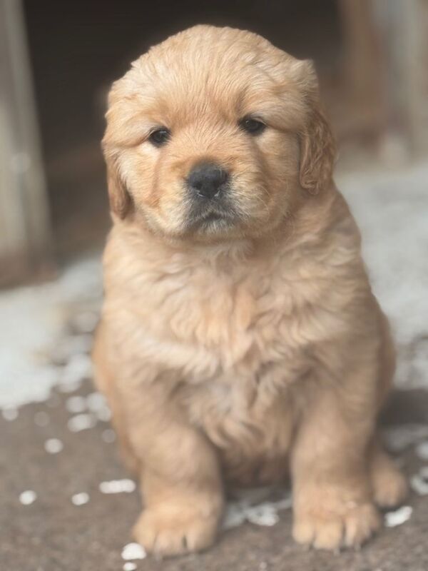 Golden retriever puppies - Image 3 of 3