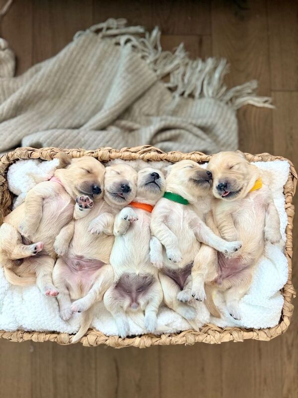 Golden Retriever Puppies