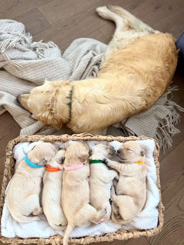 Golden Retriever Puppies - Image 2 of 4