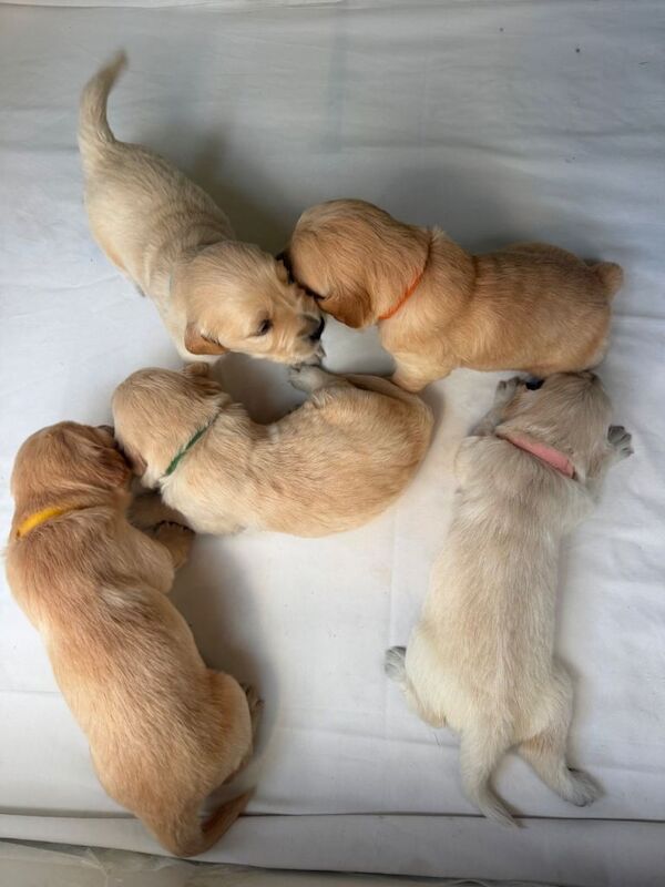 Golden Retriever Puppies - Image 3 of 4