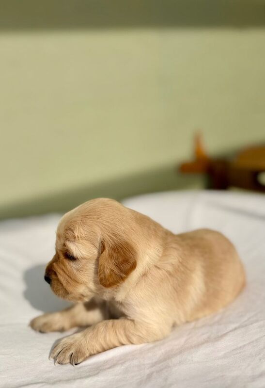 Golden Retriever Puppies - Image 4 of 4