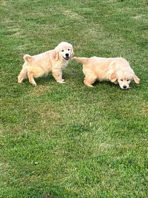 Golden Retriever Puppies For Sale Under £1,000
