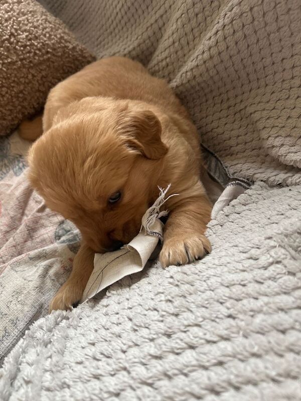 Golden Retriever Puppies For Sale Under £1,000
