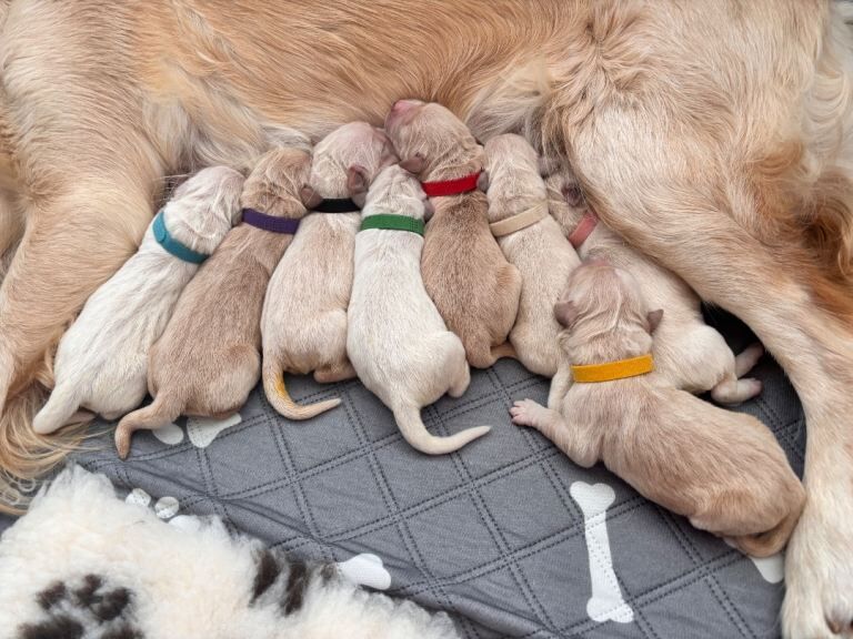 Golden Retriever Puppies For Sale