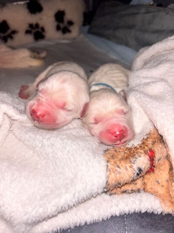 Golden retriever puppies - Image 2 of 6