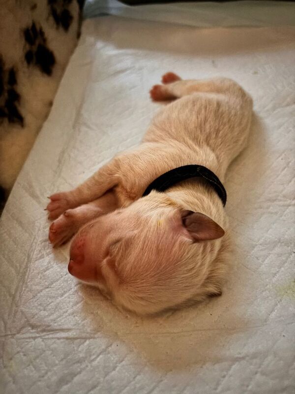 Golden retriever puppies - Image 3 of 6