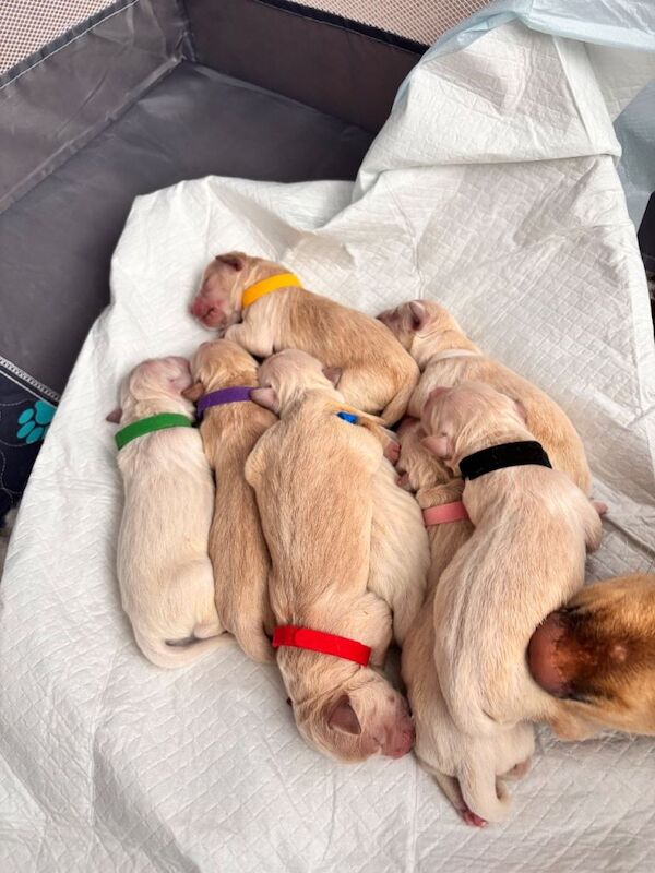 Golden retriever puppies - Image 4 of 6