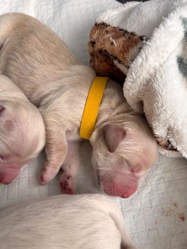 Golden retriever puppies - Image 5 of 6