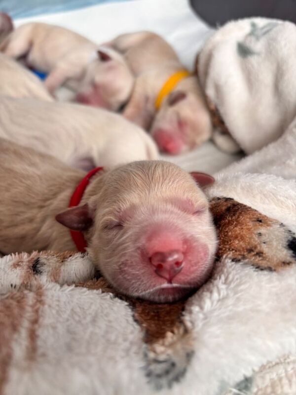 Golden retriever puppies - Image 6 of 6