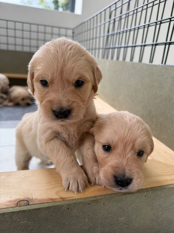 Golden Retriever Puppies