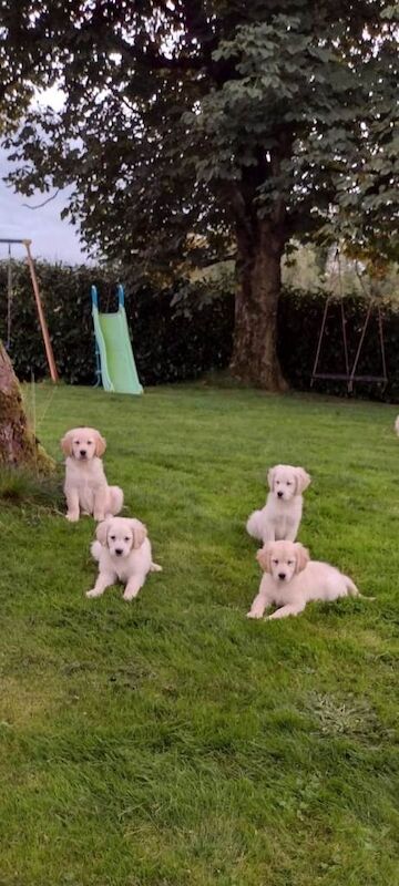 Golden Retriever Puppies For Sale