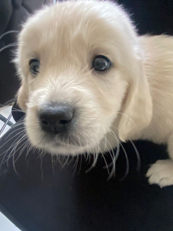 Golden retriever puppies for sale in Kempston, Bedfordshire