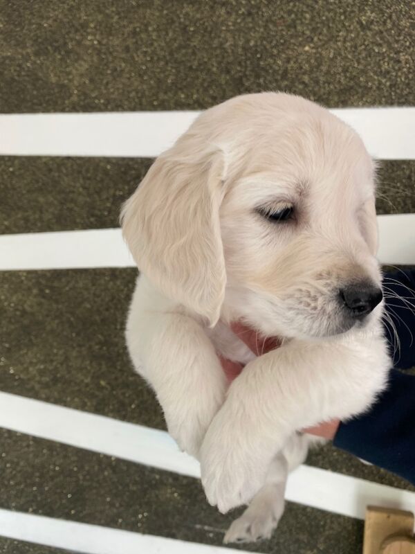 Golden Retriever puppies for sale in Kempston, Bedfordshire – KC registered, 8 months old - Image 2 of 15