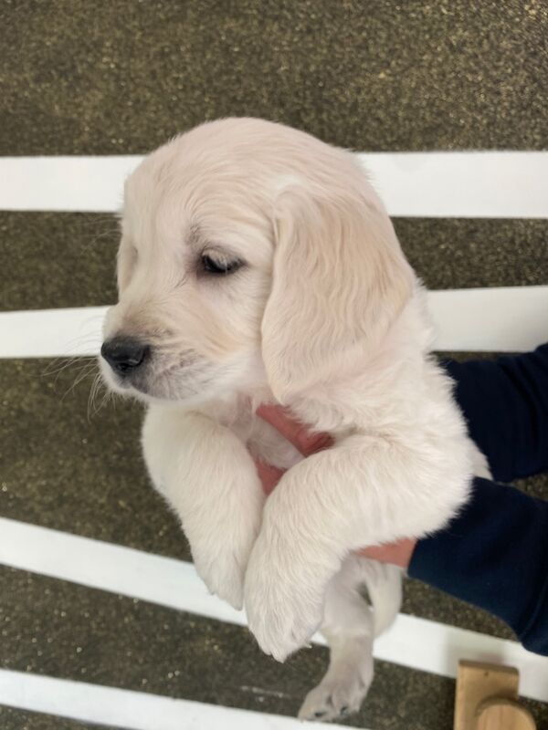 Golden Retriever puppies for sale in Kempston, Bedfordshire – KC registered, 8 months old - Image 3 of 15