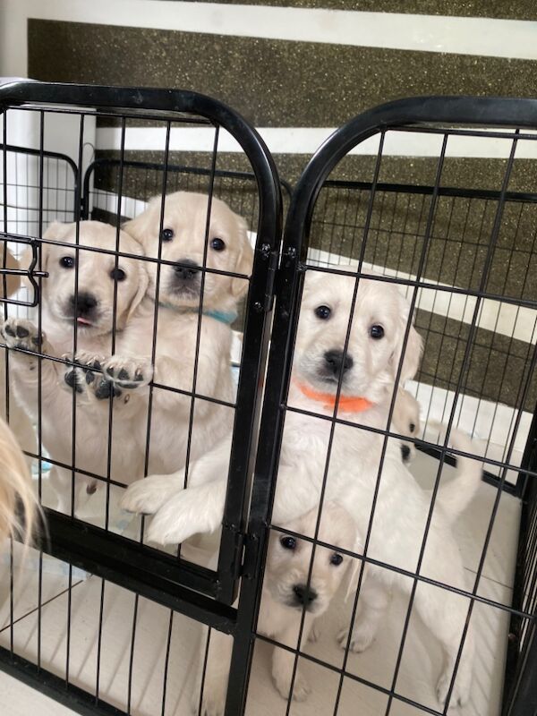 Golden Retriever puppies for sale in Kempston, Bedfordshire – KC registered, 8 months old - Image 4 of 15