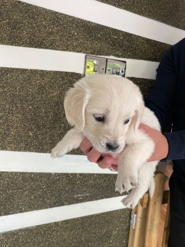 Golden Retriever puppies for sale in Kempston, Bedfordshire – KC registered, 8 months old - Image 6 of 15