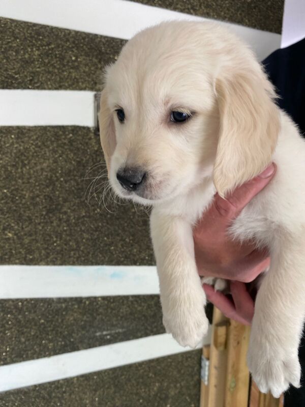 Golden Retriever puppies for sale in Kempston, Bedfordshire – KC registered, 8 months old - Image 7 of 15