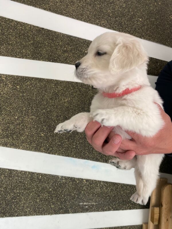 Golden Retriever puppies for sale in Kempston, Bedfordshire – KC registered, 8 months old - Image 8 of 15