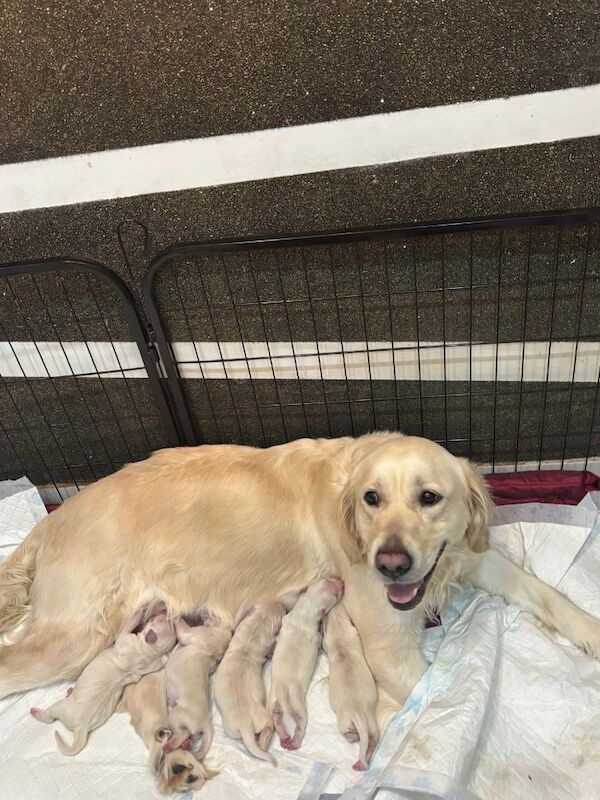 Golden Retriever puppies for sale in Kempston, Bedfordshire – KC registered, 8 months old - Image 10 of 15