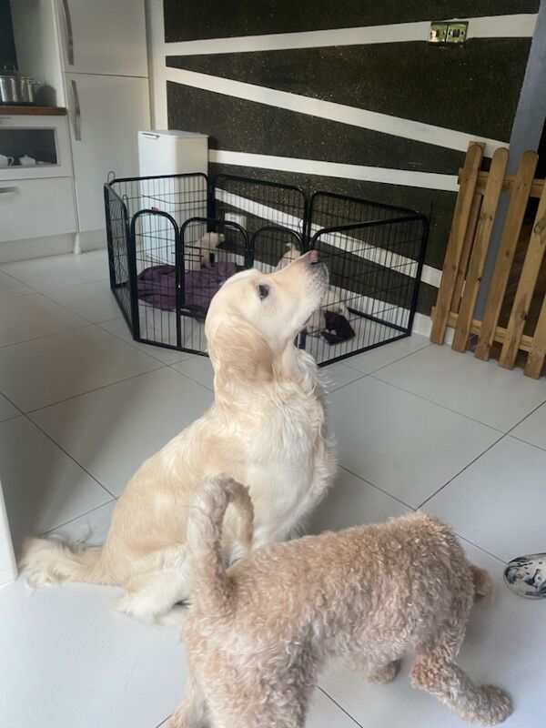Golden Retriever puppies for sale in Kempston, Bedfordshire – KC registered, 8 months old - Image 11 of 15