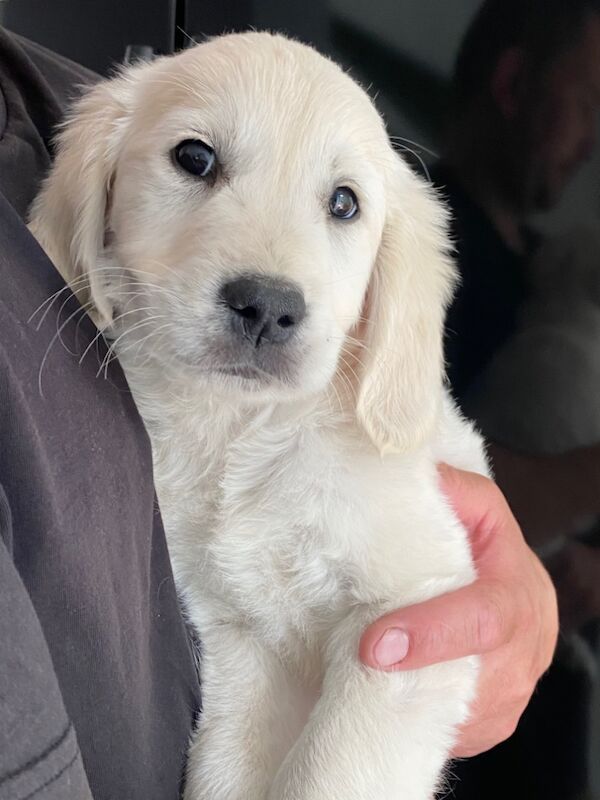 Golden Retriever puppies for sale in Kempston, Bedfordshire – KC registered, 8 months old - Image 12 of 15