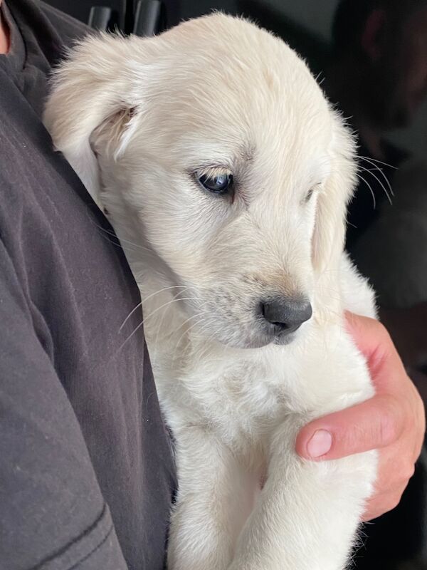 Golden Retriever puppies for sale in Kempston, Bedfordshire – KC registered, 8 months old - Image 13 of 15