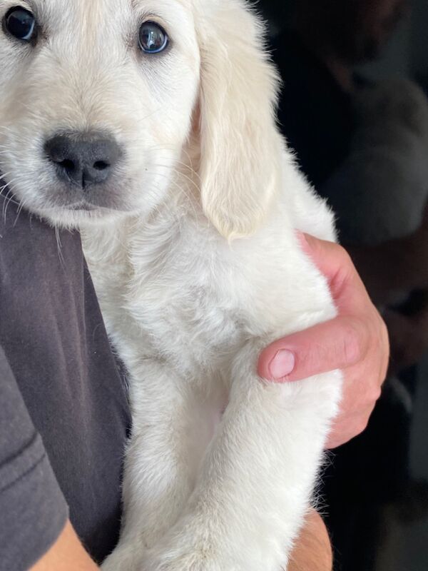 Golden Retriever puppies for sale in Kempston, Bedfordshire – KC registered, 8 months old - Image 14 of 15