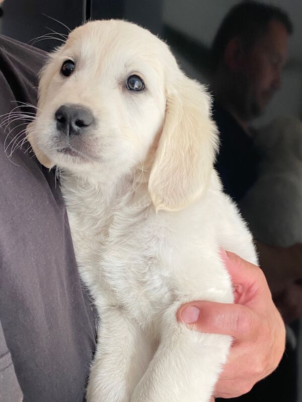 Golden Retriever puppies for sale in Kempston, Bedfordshire – KC registered, 8 months old - Image 15 of 15