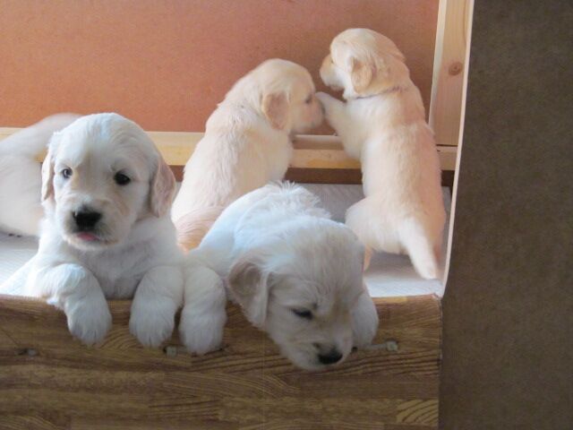 Golden Retriever puppies for sale in Exeter, Devon – 4 weeks old
