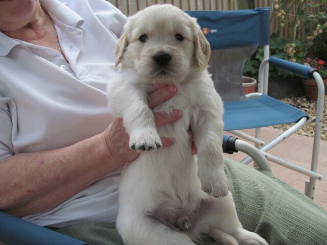 Golden Retriever puppies for sale in Exeter, Devon – 4 weeks old - Image 2 of 3