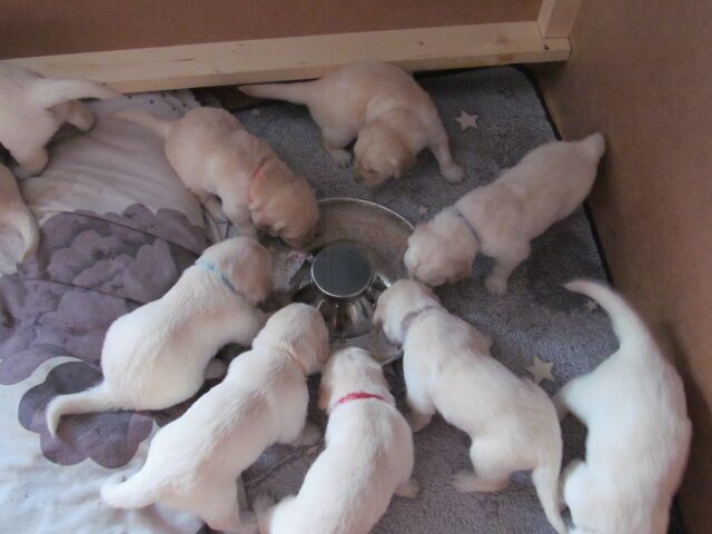 Golden Retriever puppies for sale in Exeter, Devon – 4 weeks old - Image 3 of 3