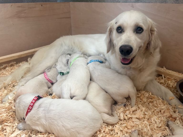 Golden Retriever Puppies Armagh