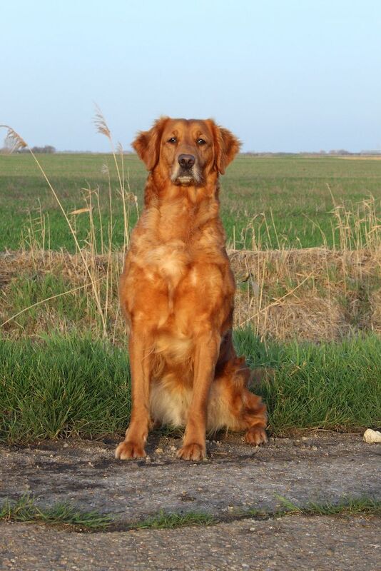 Health Tested Golden Retriever Puppies For Sale