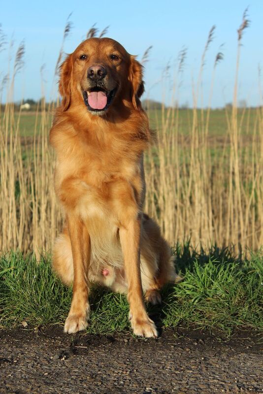 Golden Retriever puppies available - Image 2 of 7