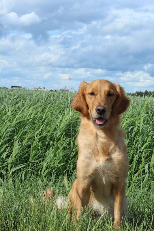 Golden Retriever puppies available - Image 3 of 7