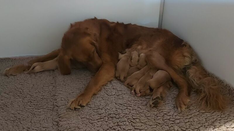 Golden Retriever puppies available - Image 4 of 7
