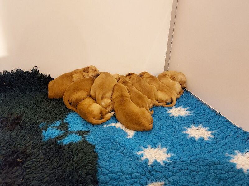 Golden Retriever puppies available - Image 6 of 7
