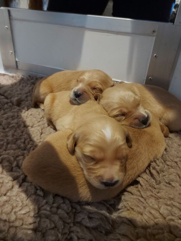 Golden Retriever puppies available - Image 7 of 7