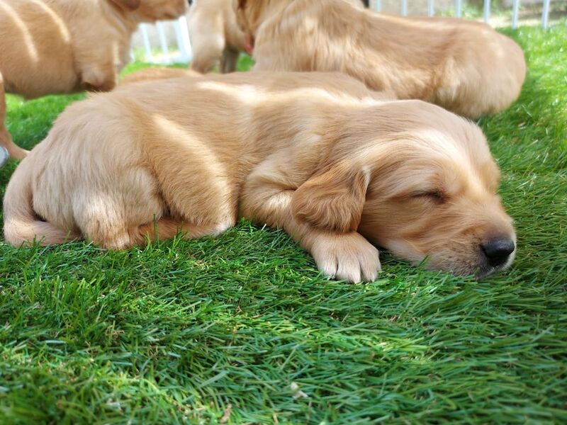 Golden Retriever puppies available - Image 7 of 11