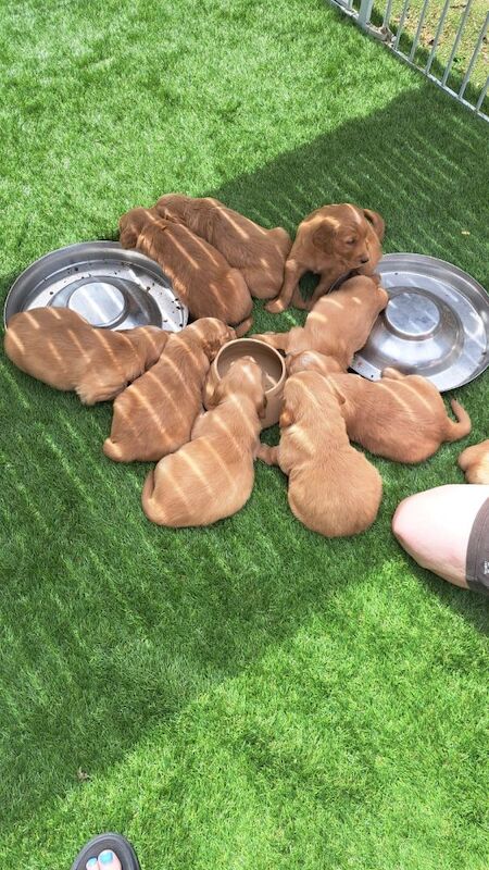 Golden Retriever puppies available - Image 8 of 11
