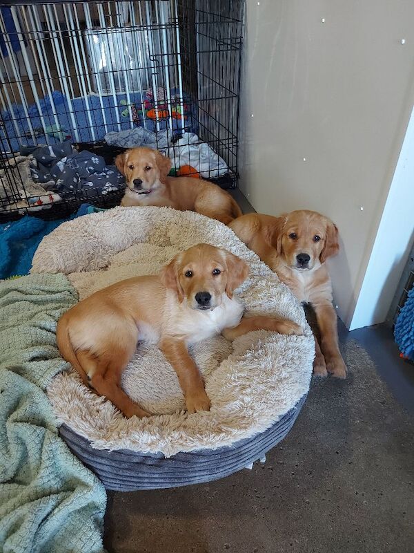 Golden Retriever puppies available - Image 9 of 11