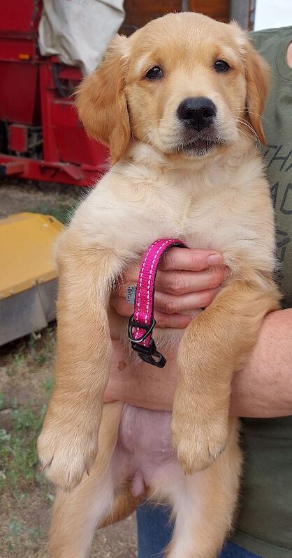 Golden Retriever puppies available - Image 10 of 11