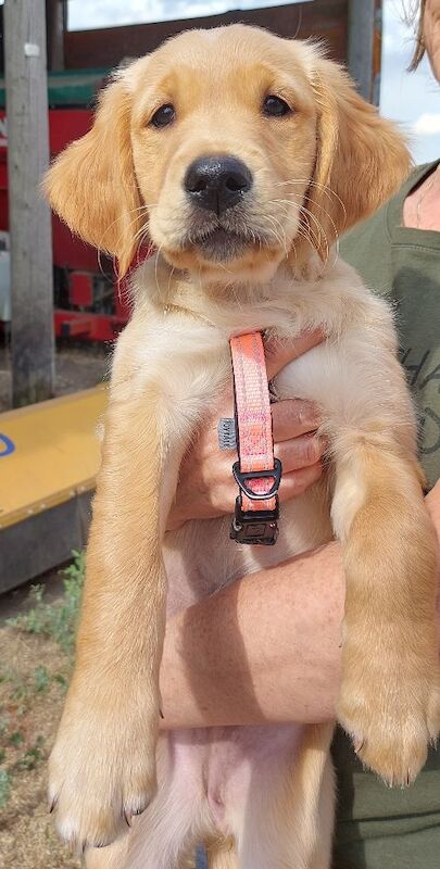 Golden Retriever puppies available - Image 11 of 11