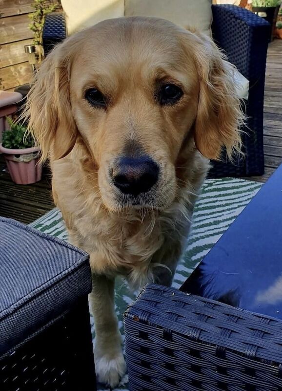 Golden Retriever puppies for sale in Telford, Shropshire β a few seconds old