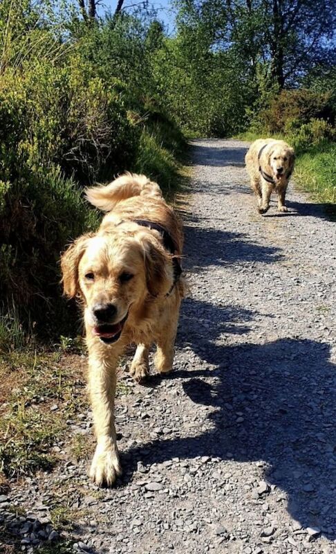 Golden Retriever puppies for sale in Telford, Shropshire – a few seconds old - Image 9 of 15