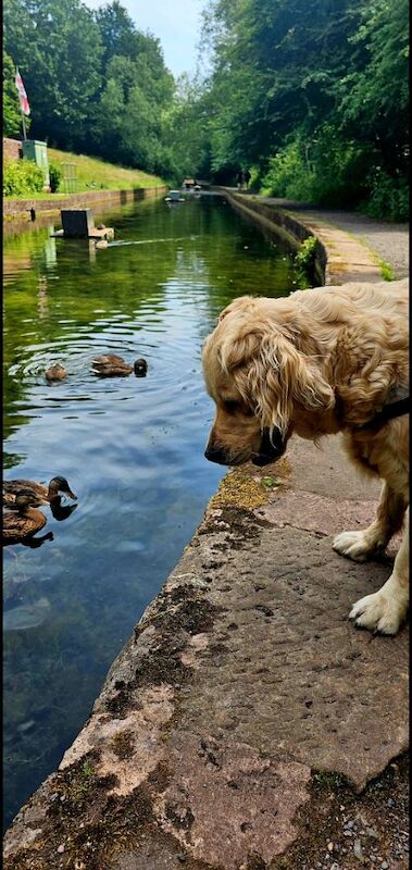 Golden Retriever puppies for sale in Telford, Shropshire – a few seconds old - Image 10 of 15