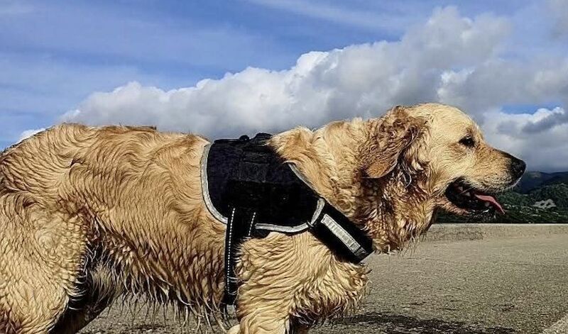 Golden Retriever puppies for sale in Telford, Shropshire – a few seconds old - Image 11 of 15