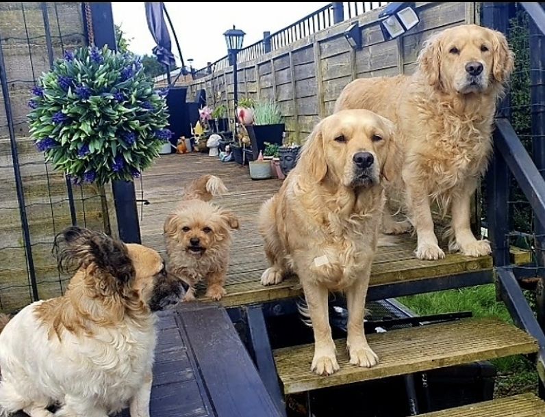 Golden Retriever puppies for sale in Telford, Shropshire – a few seconds old - Image 12 of 15