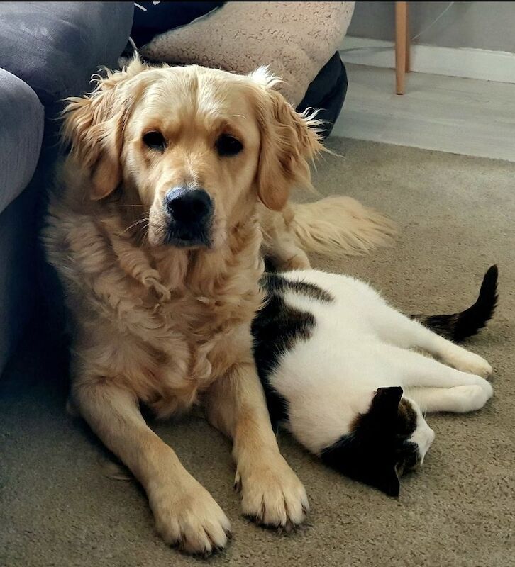 Golden Retriever puppies for sale in Telford, Shropshire – a few seconds old - Image 13 of 15